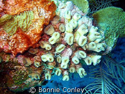 Flower Coral seen July 2008 at Grand Cayman. Photo taken ... by Bonnie Conley 